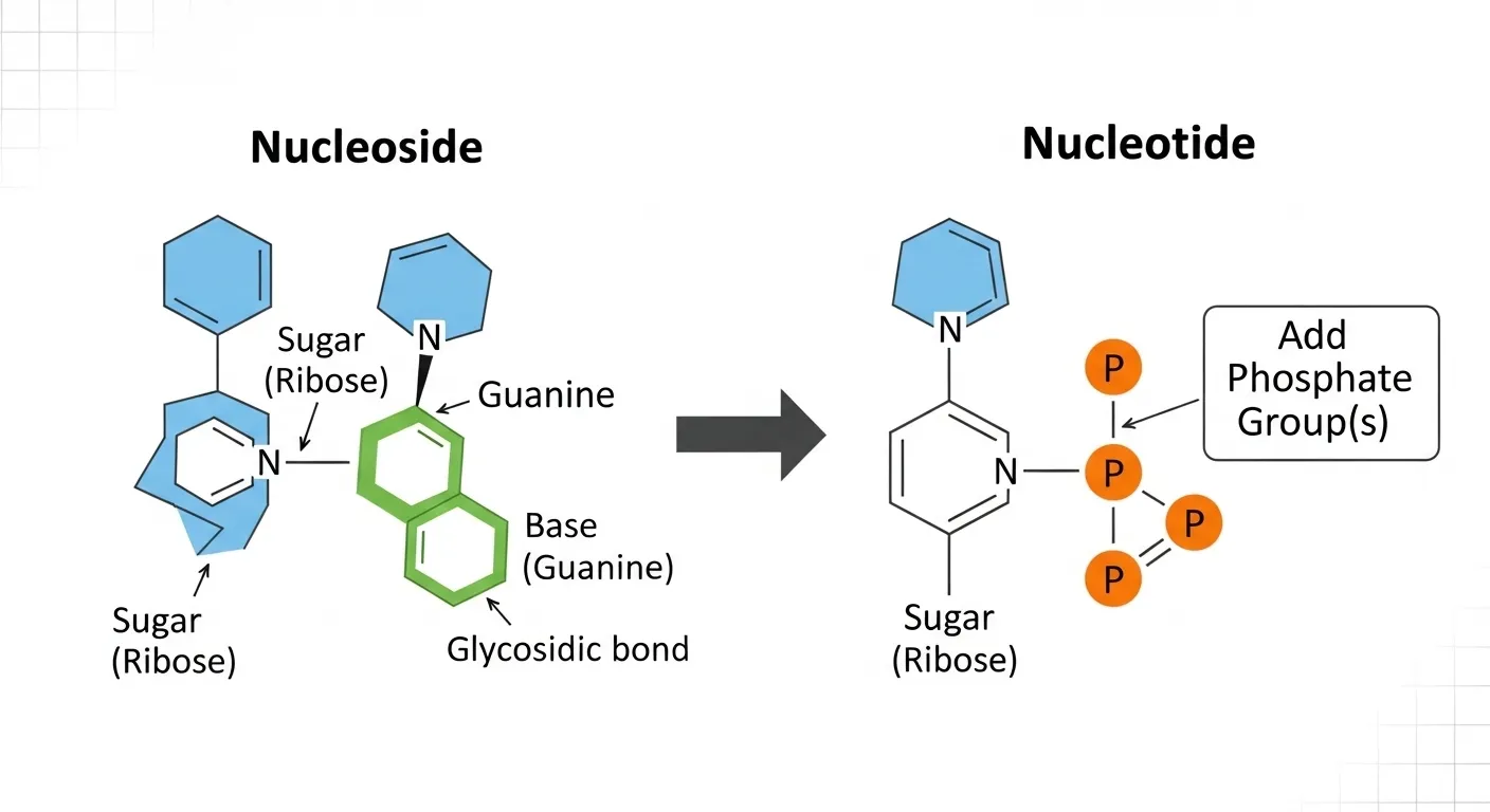 Nucleoside vs Nucleotide