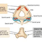 Difference Between Sacrum and Coccyx