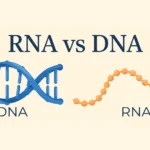 Side-by-side diagram of a twisted double-strand DNA helix and a single RNA strand, labelled with their sugars and bases.