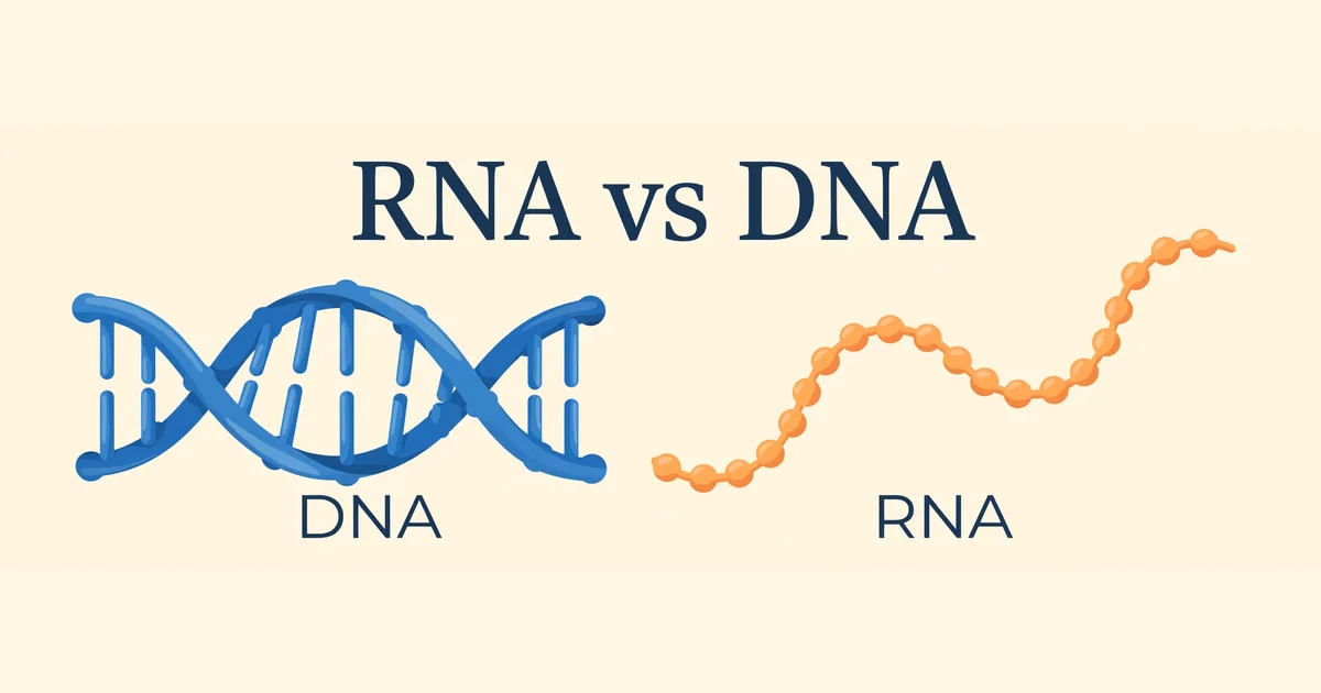 Side-by-side diagram of a twisted double-strand DNA helix and a single RNA strand, labelled with their sugars and bases.